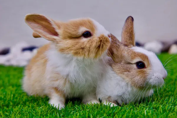 Buying a Rabbit, Guinea Pig, Rat or Mouse in NSW: Where to Buy and What to Check