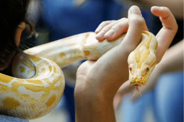 Thinking About a Pet Snake? Here's Everything You Need to Know Before You Bring One Home