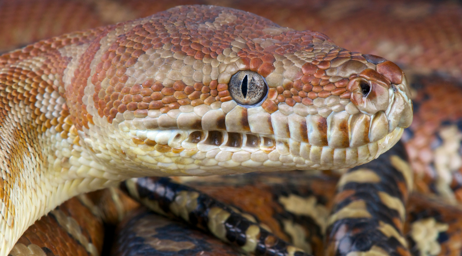 Understanding Brumation in Reptiles: What Every Australian Reptile Owner Should Know