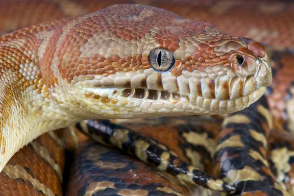 Understanding Brumation in Reptiles: What Every Australian Reptile Owner Should Know