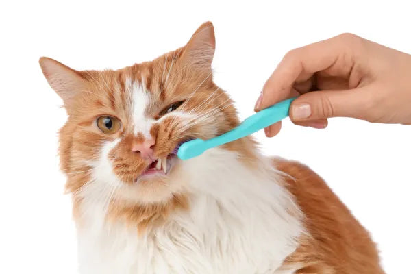 Cat Dental Care: The Complete Australian Guide