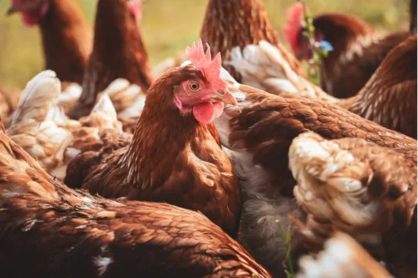 Backyard Chickens in Sydney: Council Rules by LGA Explained