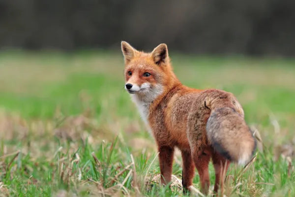 Fox-Proofing Your Backyard Chickens | Kellyville Pets