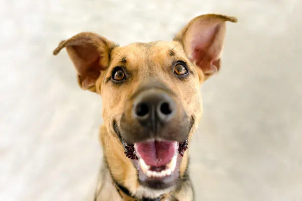Bad Breath Isn't Normal: The Stages of Dental Disease in Dogs