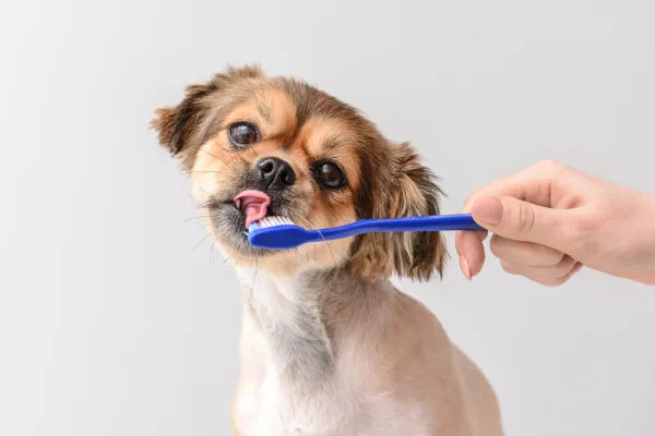 How to Brush Your Dog's Teeth Without the Wrestling Match