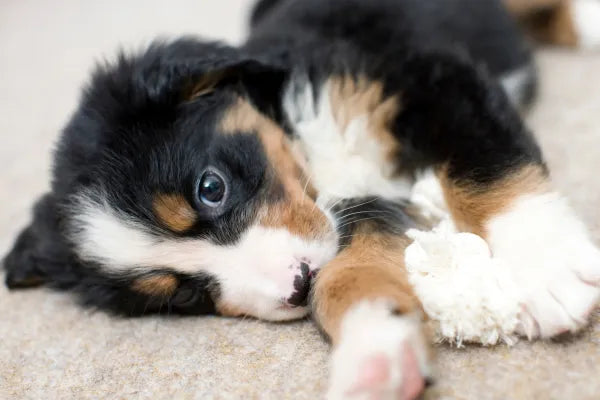 Why a Slightly Older Puppy Can Be the Easier Choice