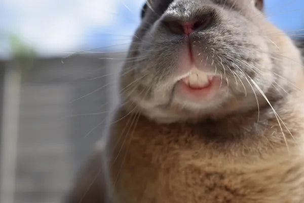 Overgrown Teeth in Rabbits and Guinea Pigs: The Warning Signs