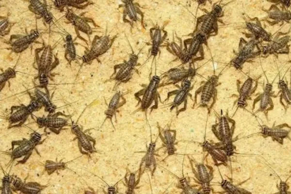 How to Keep Crickets Alive Longer (and Gut-Load Them Properly)