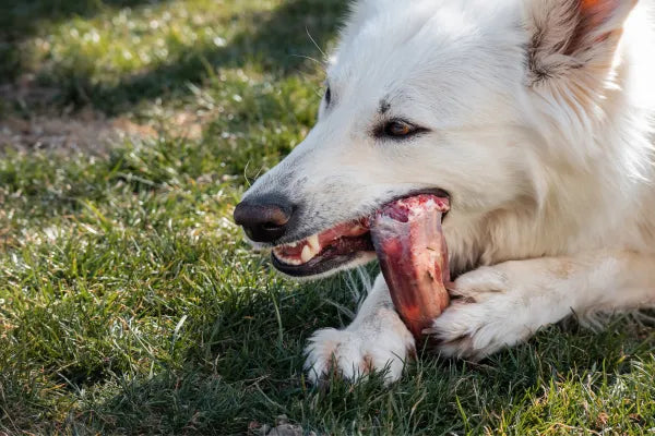 My Dog Won't Let Me Brush Their Teeth - What Else Can I Do?