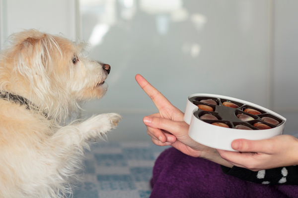 Can Dogs Eat Chocolate? Why Chocolate Is Dangerous for Dogs