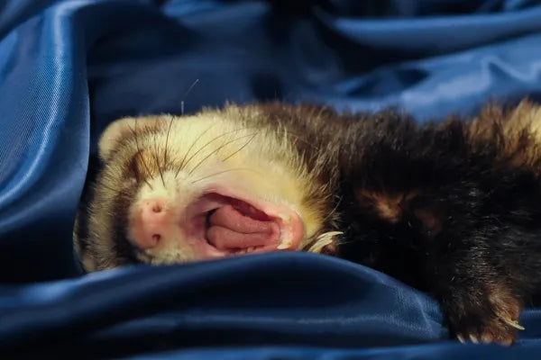 Is My Ferret's Bad Breath Normal? What Owners Need to Know