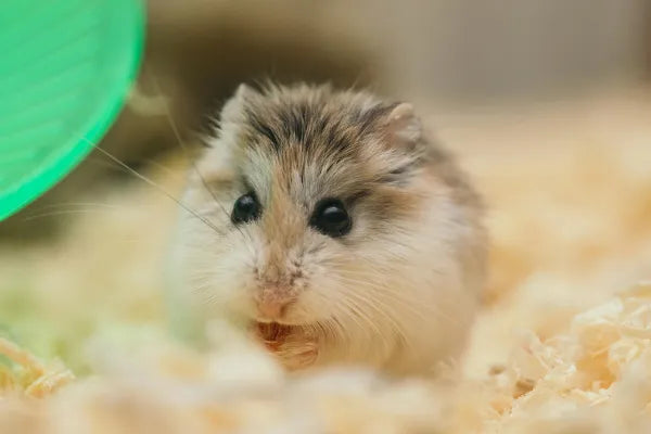 Why You Cannot Buy a Hamster in Australia, and What to Get Instead