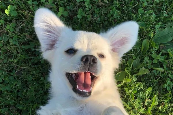 Puppy Teething and Retained Baby Teeth: What's Normal, What's Not
