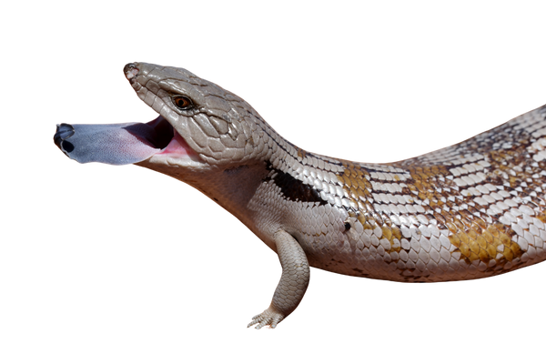 Reptile Spring Essentials