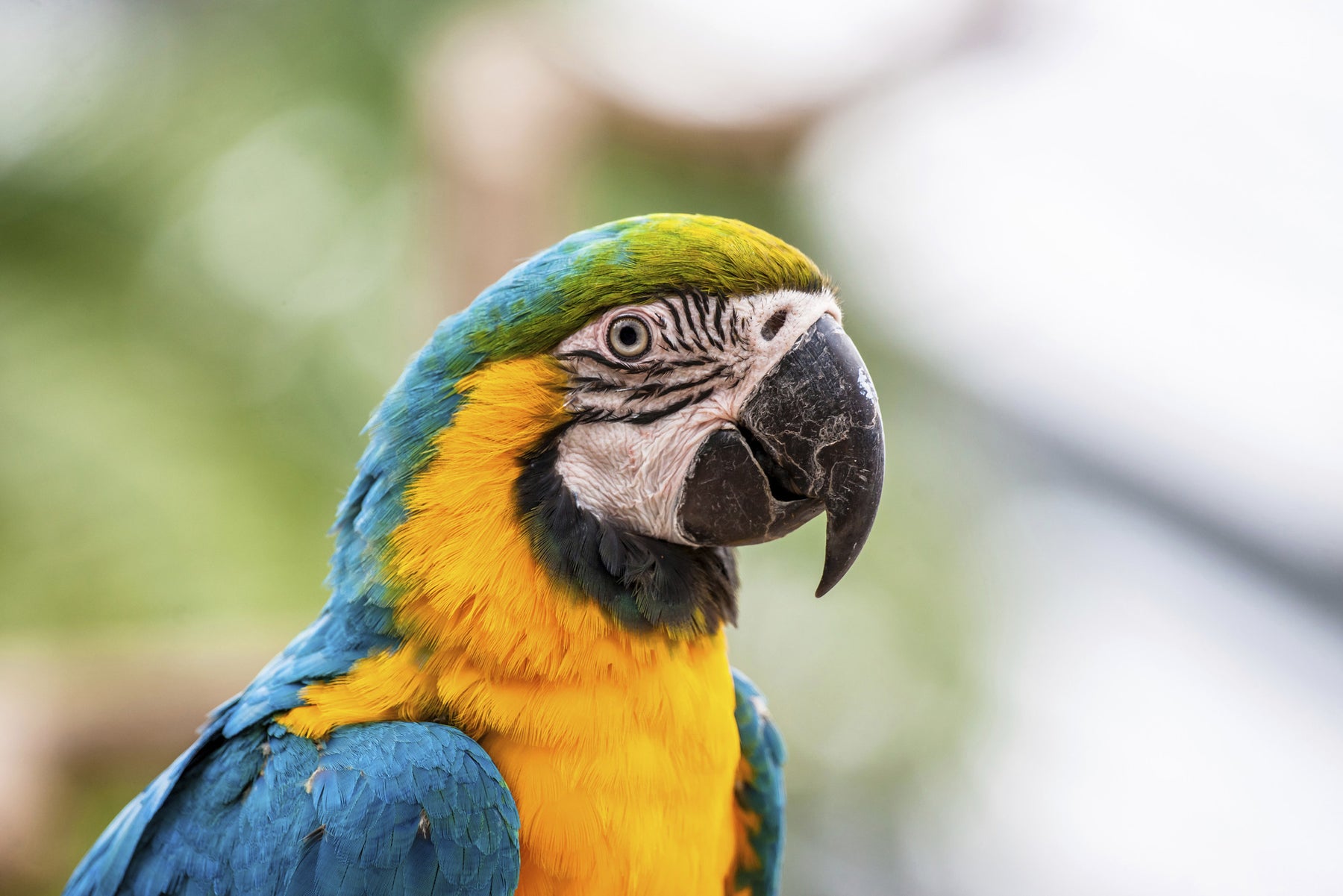 5 Things You Did Not Know About Parrots