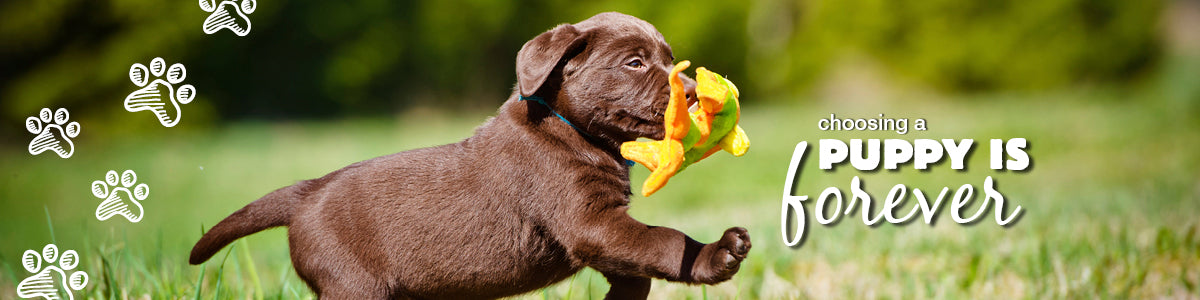 What to look for when buying a puppy