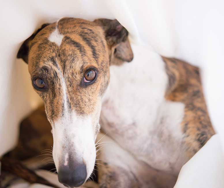 Is a Greyhound right for you?