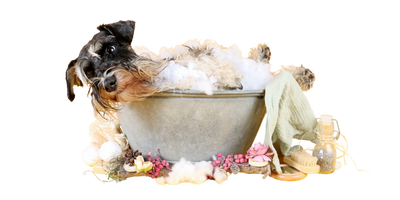 Grooming Your Dog at Home