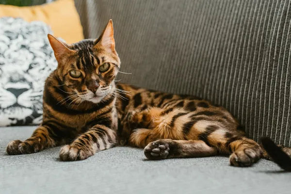 Bengal Breed Guide