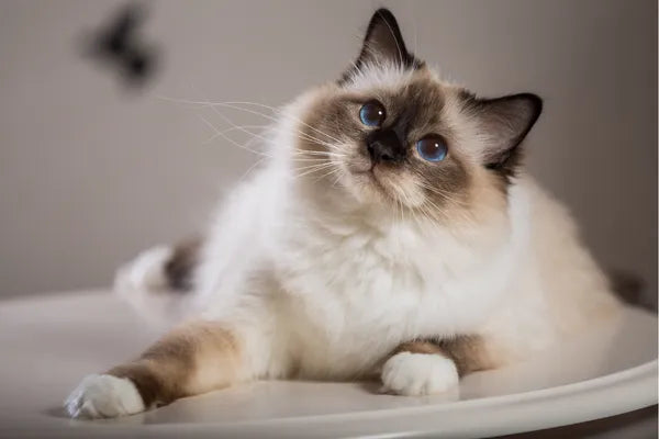 Birman Breed Guide