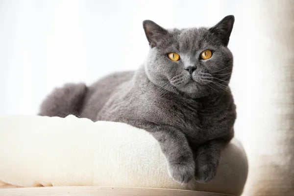 British Shorthair Breed Guide
