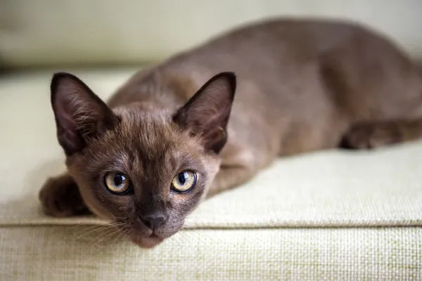Burmese Breed Guide