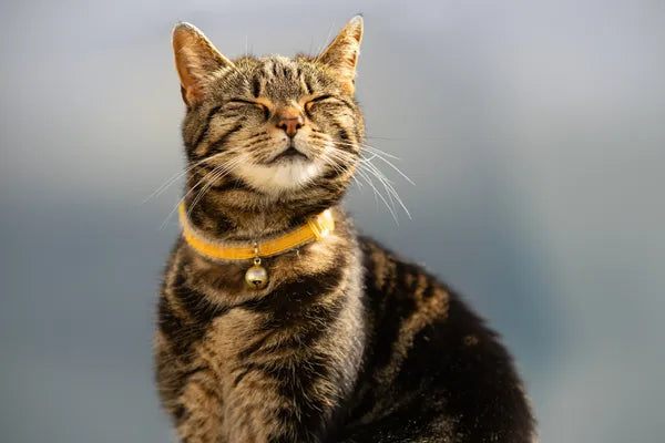 Domestic Cat Breed Guide