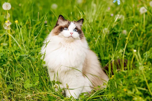 Ragdoll Breed Guide