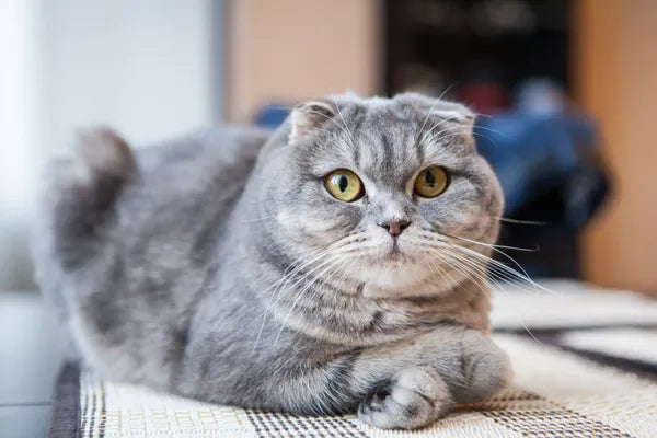 Scottish Fold Breed Guide