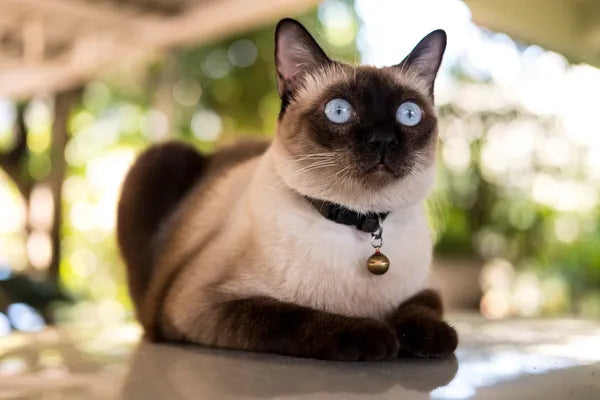 Siamese Breed Guide