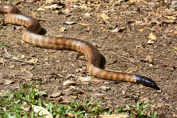 Woma and Black-Headed Python Care Guide