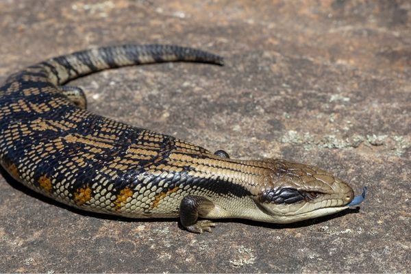 Eastern Blue-tongue Lizard Care Guide
