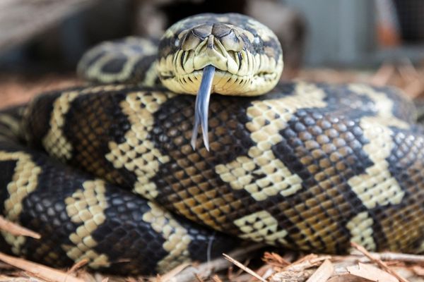 Carpet and Bredli Python Care Guide