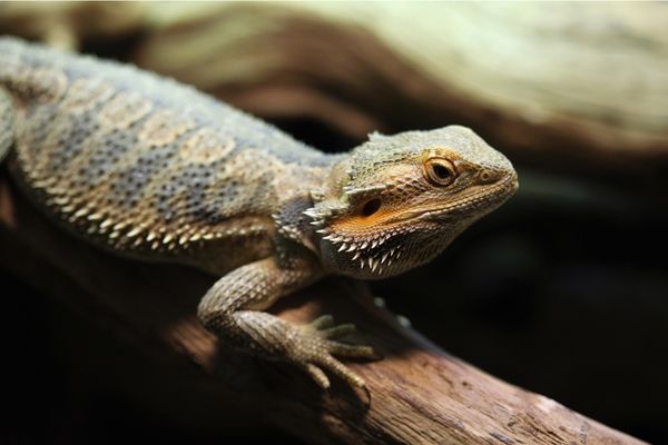 Central Bearded Dragon Care Guide