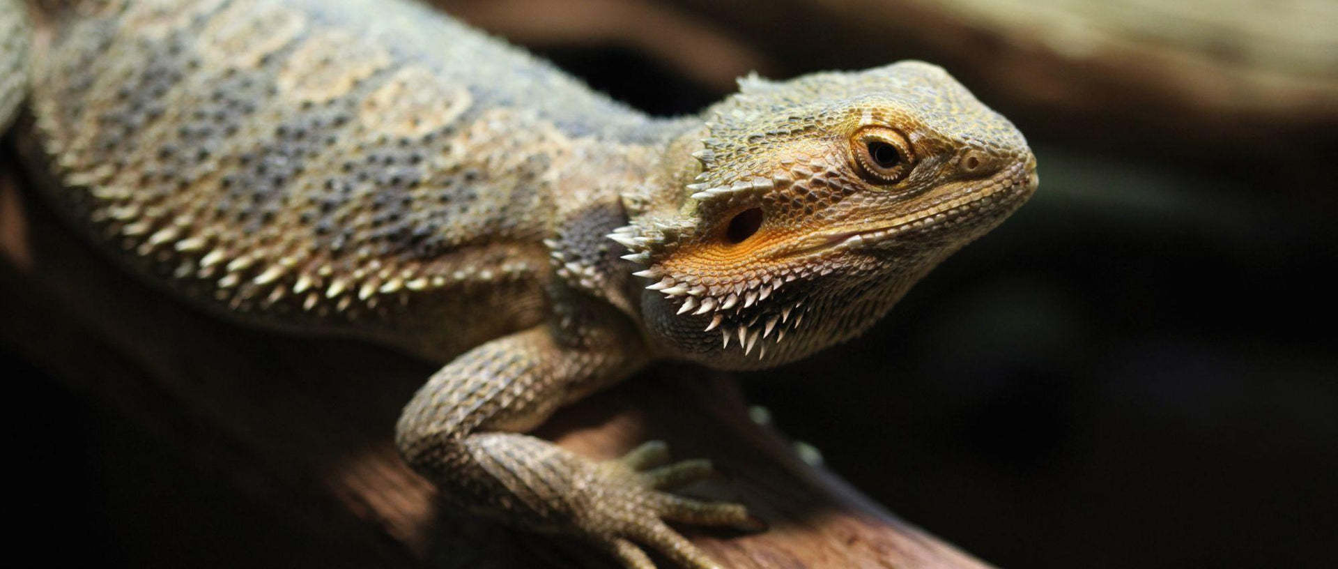 Central Bearded Dragon Care Guide