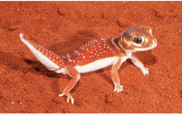 Native Gecko Care Guide