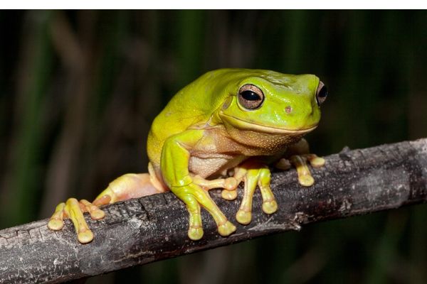 Green Tree Frog Care Guide