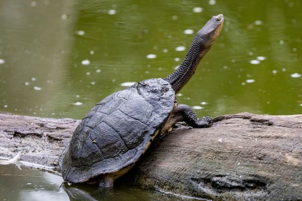 Eastern Long-neck Turtle Care Guide