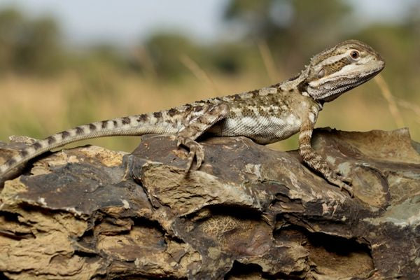 Pygmy Bearded Dragon Care Guide