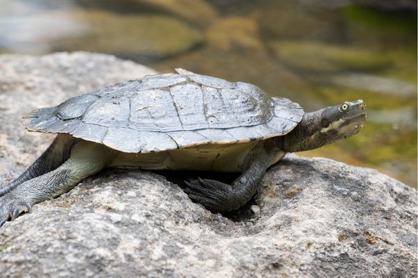 Short-neck Turtle Care Guide