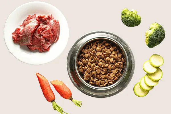 How to Transition Your Dog Onto New Food