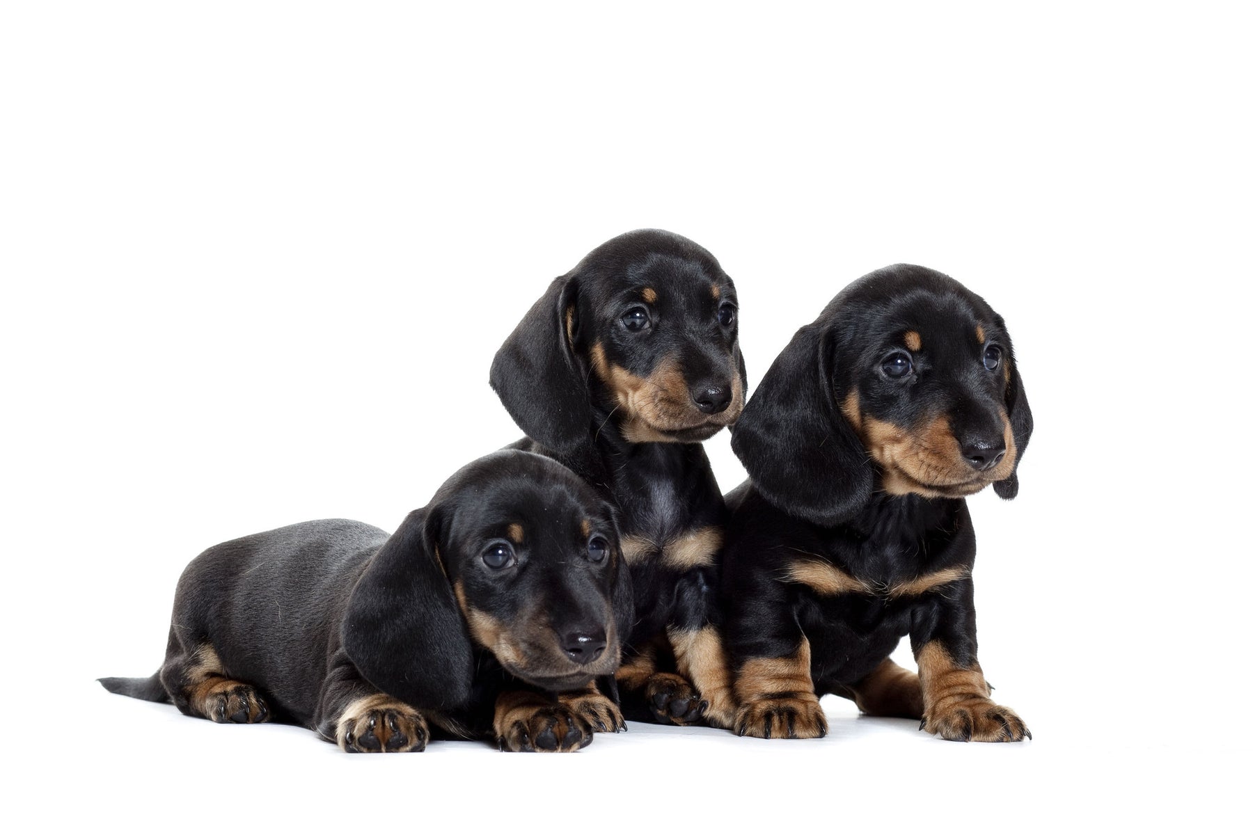 Should you get two puppies at the same time?