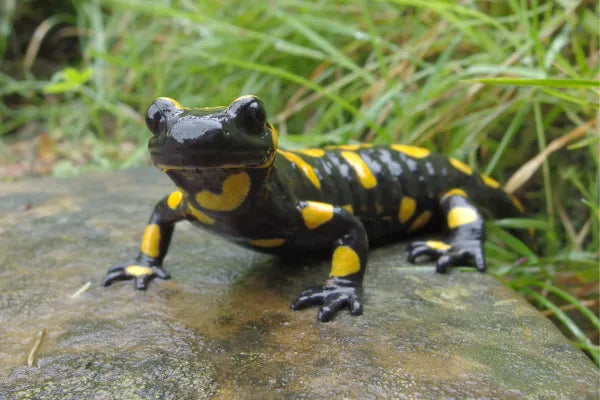 Can You Keep a Salamander as a Pet in Australia? The Axolotl Story