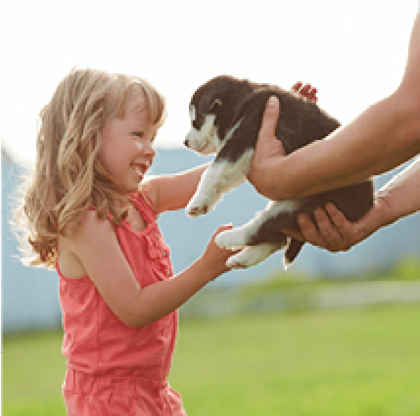 Are you ready for a puppy? - Kellyville Pets