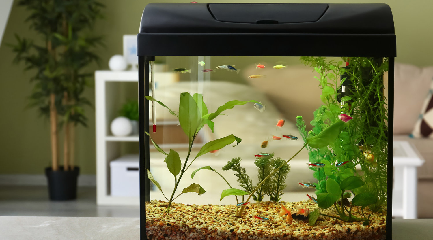 Best Fish for Beginners: 5 Easy Aquarium Fish for Australian First-Time Owners