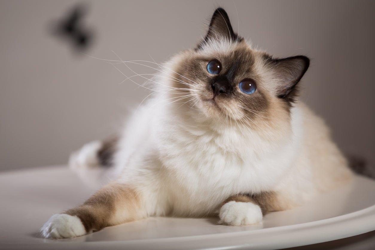 Birman Cat Breed Information - Kellyville Pets