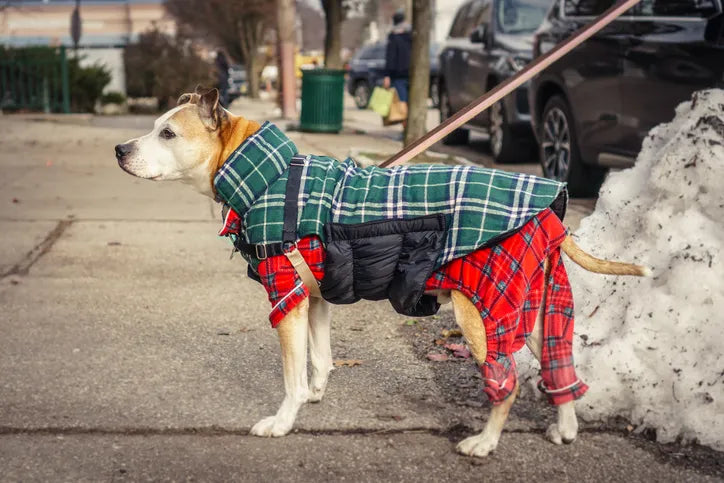 Dog Jackets, Coats or Jumpers: Which One Is Right for Your Dog?