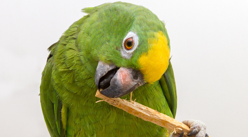 Why Natural Bird Toys Are Better Than Plastic