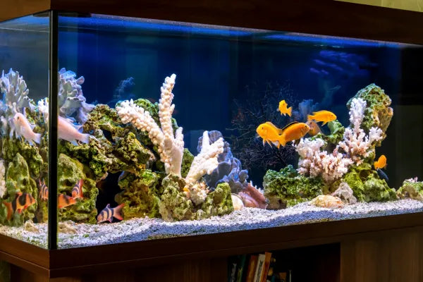 Common Fish Diseases: Symptoms, Causes and Treatment Guide for Aquarium Fish