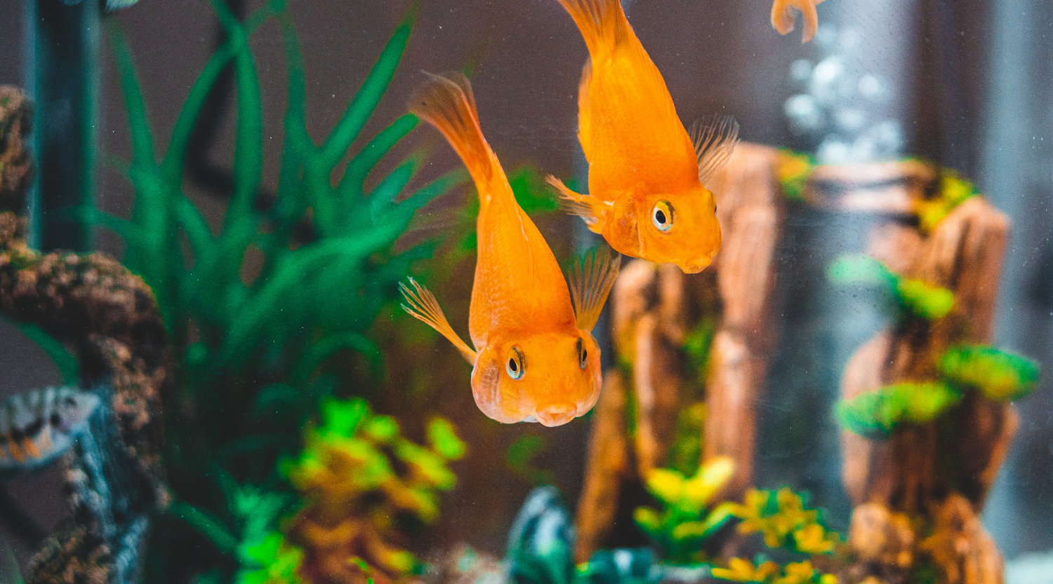Beginner’s Guide to Fish Keeping: How to Set Up Your First Freshwater Aquarium